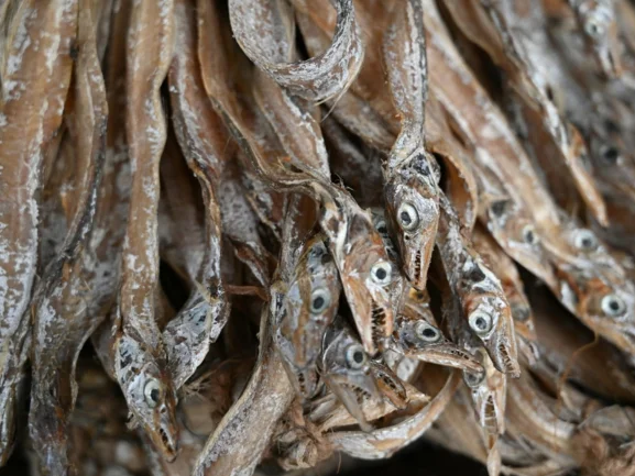 Dehydrated Fish (Sukat) JBP